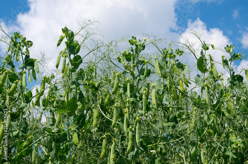 plant peas against a blue sky background