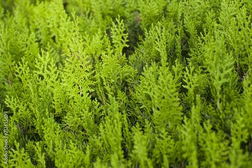 green textured background with the tops of the cypress