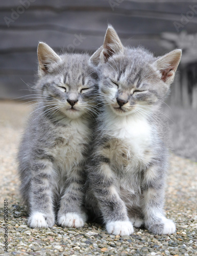 Fototapeta Naklejka Na Ścianę i Meble -  Two gray sleepy kittens