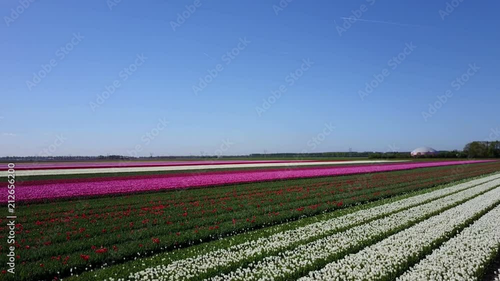 Aerial view of multi-colored tulip field Aerial view of multi-colored tulip field