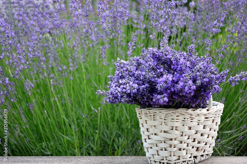 Purple lavender flowers in a white basket on the background of the lavender garden