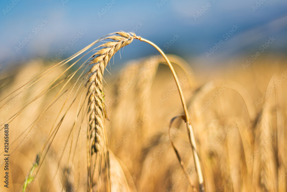 Weizenfald im Sommer