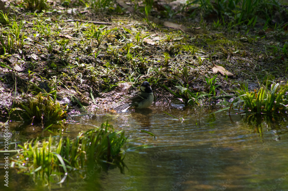 木陰の小川で水浴びするシジュウカラ 木陰の小川で水浴びするシジュウカラ