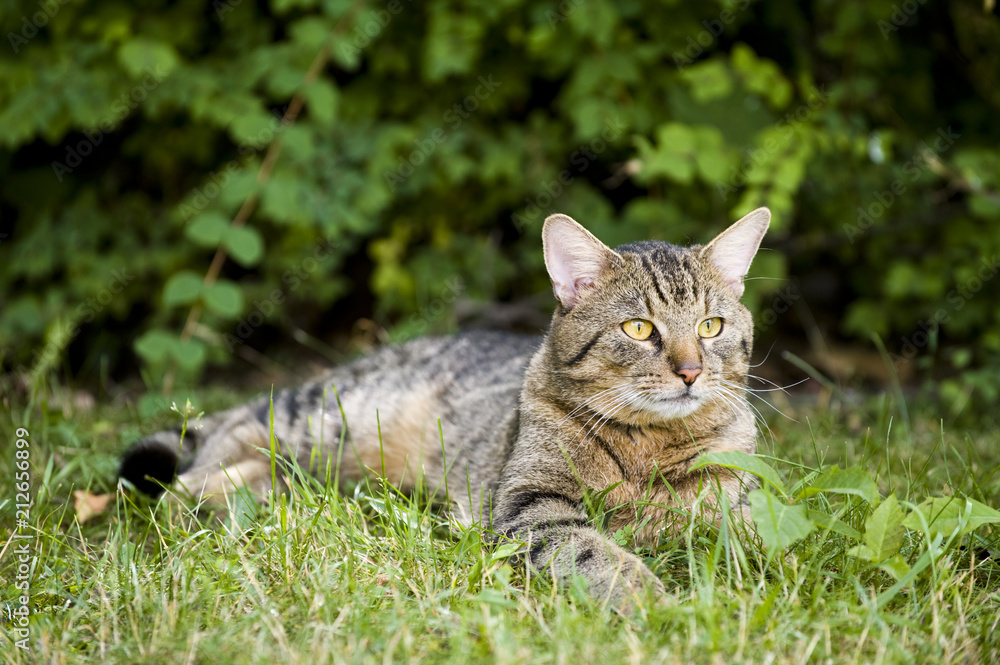 Obraz premium Getigerte Katze liegt im Gras