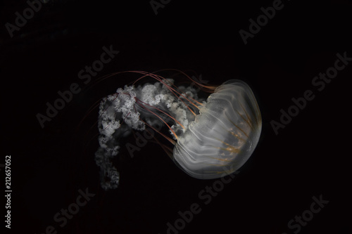 Jellyfishes Swimming photo