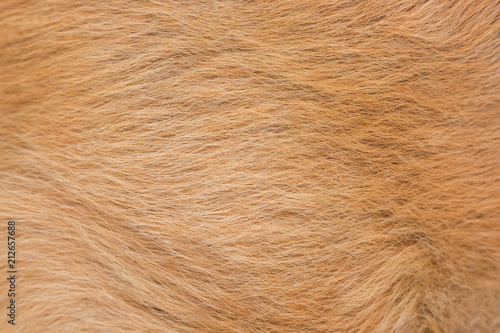 Macro red or brown dog hair fur texture. Animal dog fur abstract background.