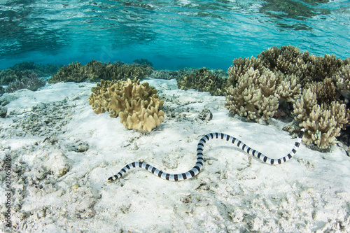 Banded Sea Krait and Shallow Reef