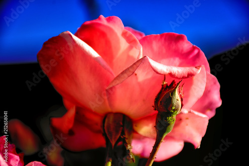 flor de una rosa photo