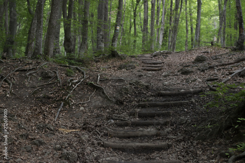 stairs on the trail in the forest