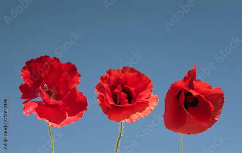 elements three flowers of red beautiful poppy on a blue sky background