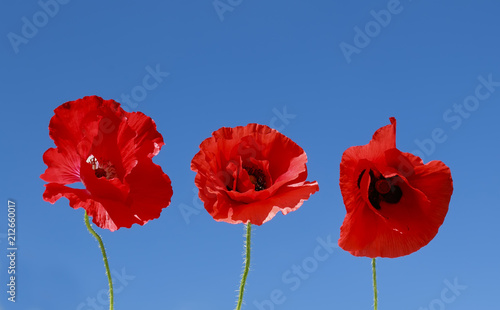 three flowers of red beautiful poppy on a blue sky background