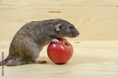 Rat eats a tomato.