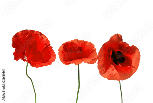 decorative elements red beautiful poppy flowers on white isolated background