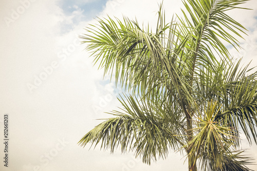 Palmtree © MünchFilms