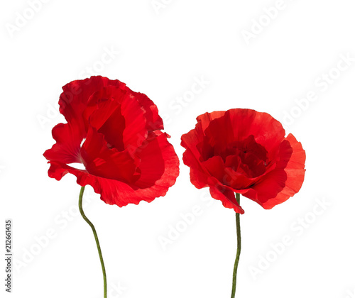 decorative elements red beautiful poppy flowers on white background