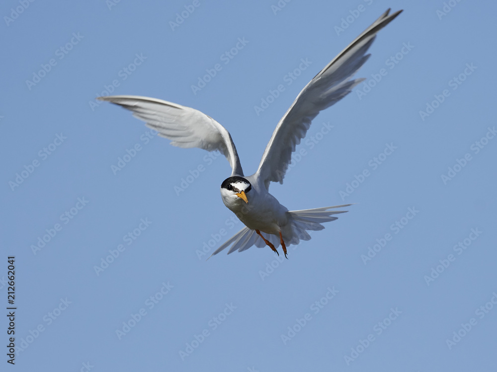 Little tern (Sternula albifrons) Little tern (Sternula albifrons)