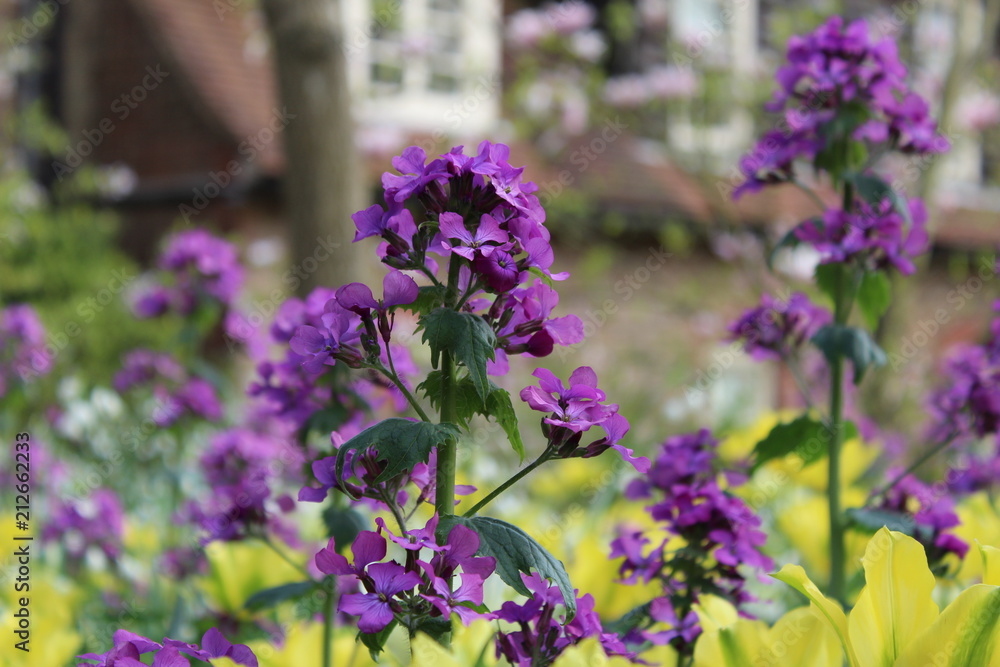 Violet flowers in summer