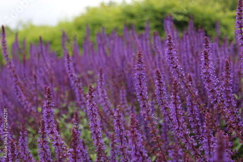 Summer lavender planting