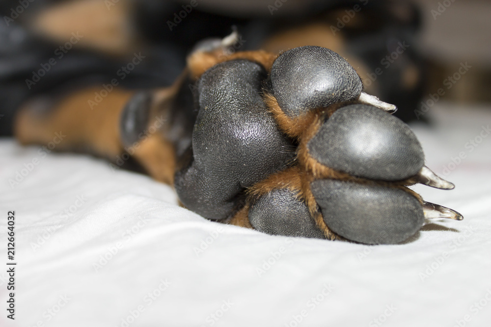 Doberman puppy black paw with claws close-up Doberman puppy black paw with claws close-up