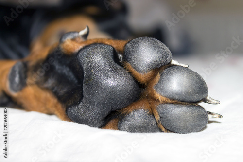 Doberman puppy black paw with claws close-up