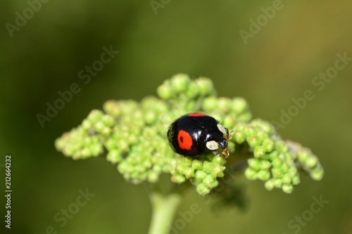 Schwarzer Marienkäfer mit roten Punkten auf Pflanze mit grüner Natur im Hintergrund photo