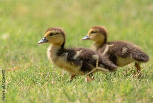 Muscovy Ducklings