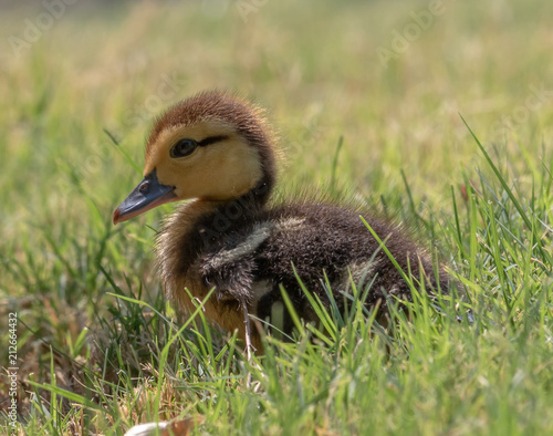 Baby Muscovy Duckling