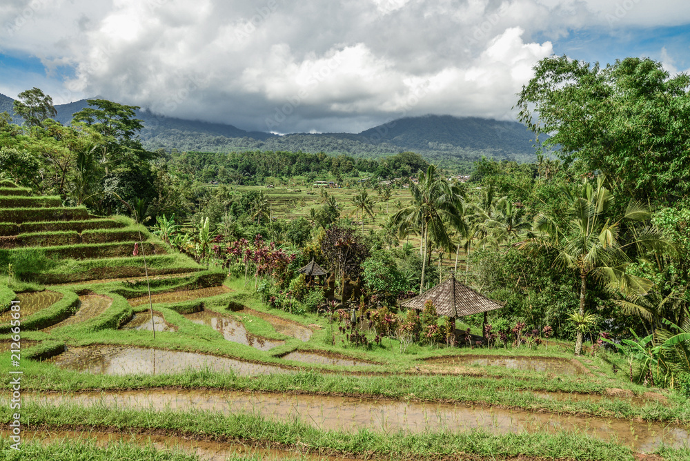 Green rice fields on Bali island