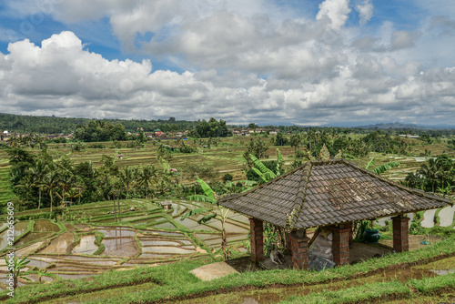 Green rice fields on Bali island © tashka2000