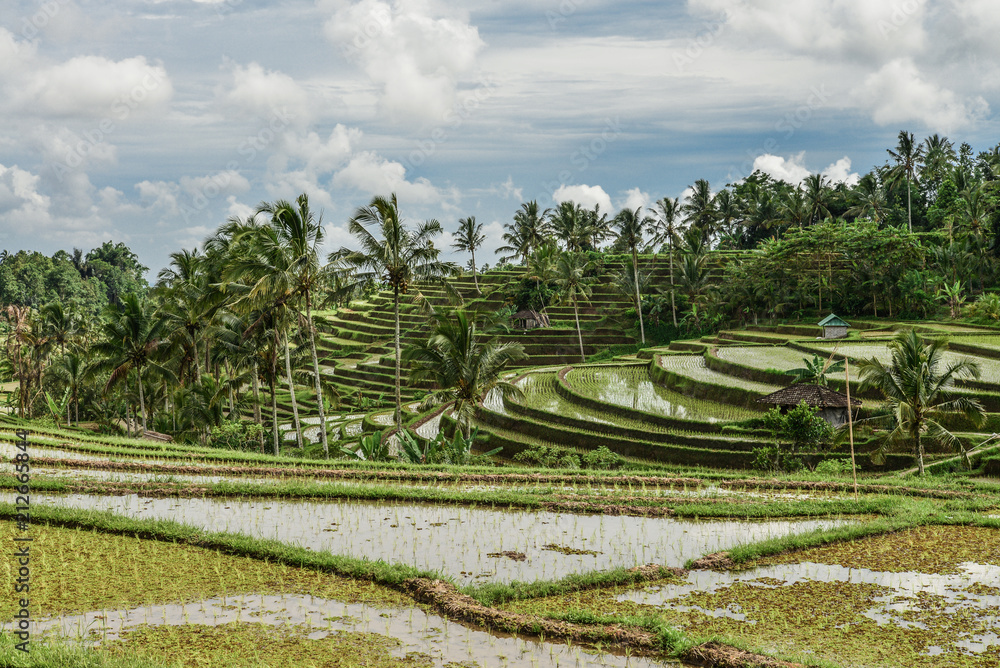 Green rice fields on Bali island Green rice fields on Bali island