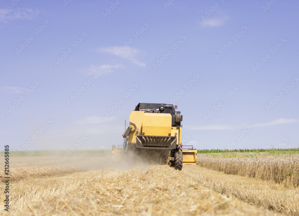 Fototapeta premium Combine harvester working on a wheat crop