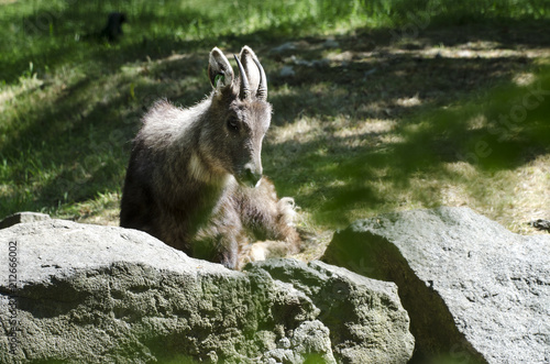 A Chinese Goral Lying Down