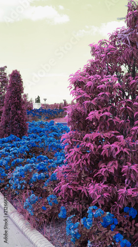 The unusual park with pink bushes and blue flowers.
