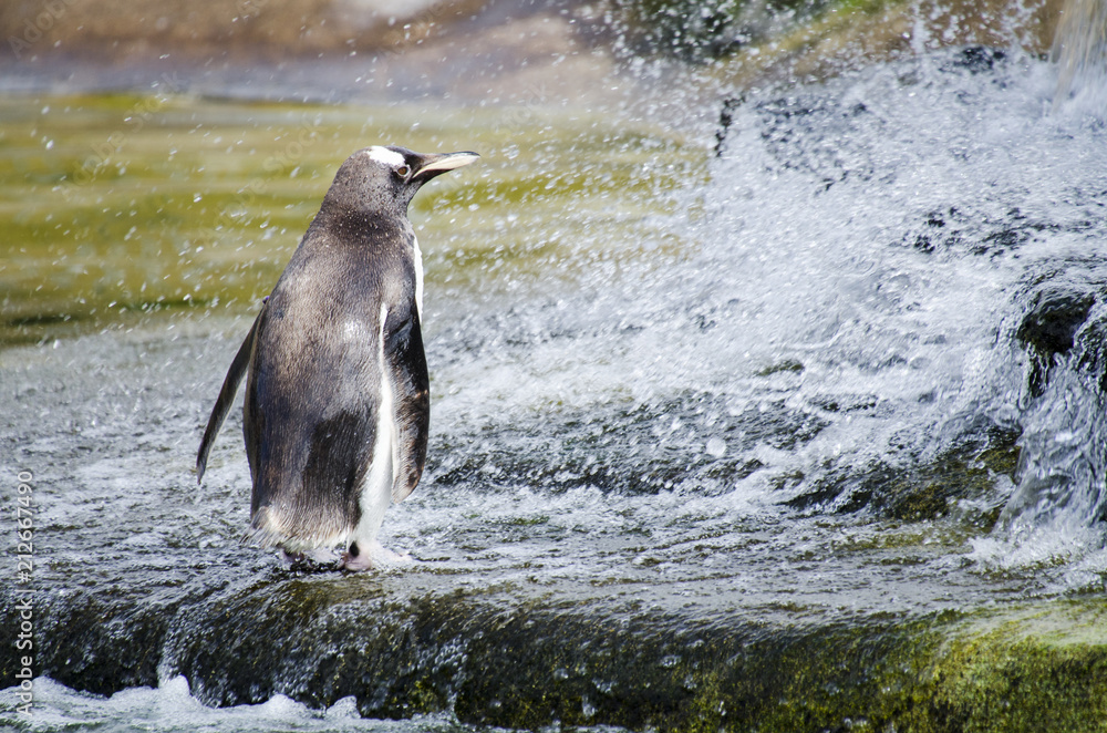 Obraz premium Gentoo Penguin by Splashing Water