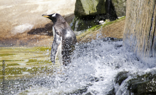 Penguin Washing in Splashing Water © Walkerlee
