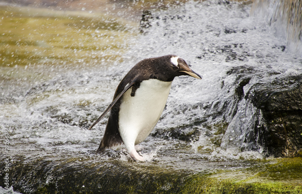 Fototapeta premium Penguin Walking Past Splashing Water