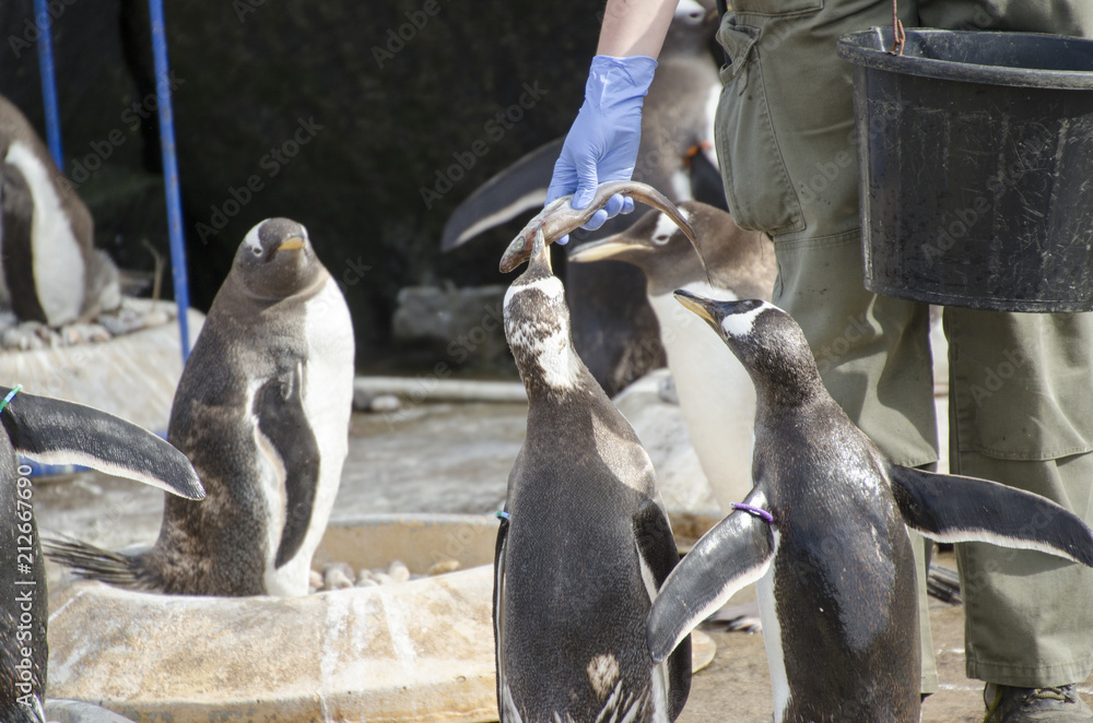 Fototapeta premium Person Feeding Fish to Penguins 