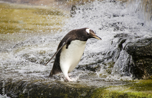 Penguin Walking Past Splashing Water