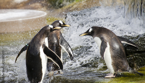 Three Penguins by Splashing Water