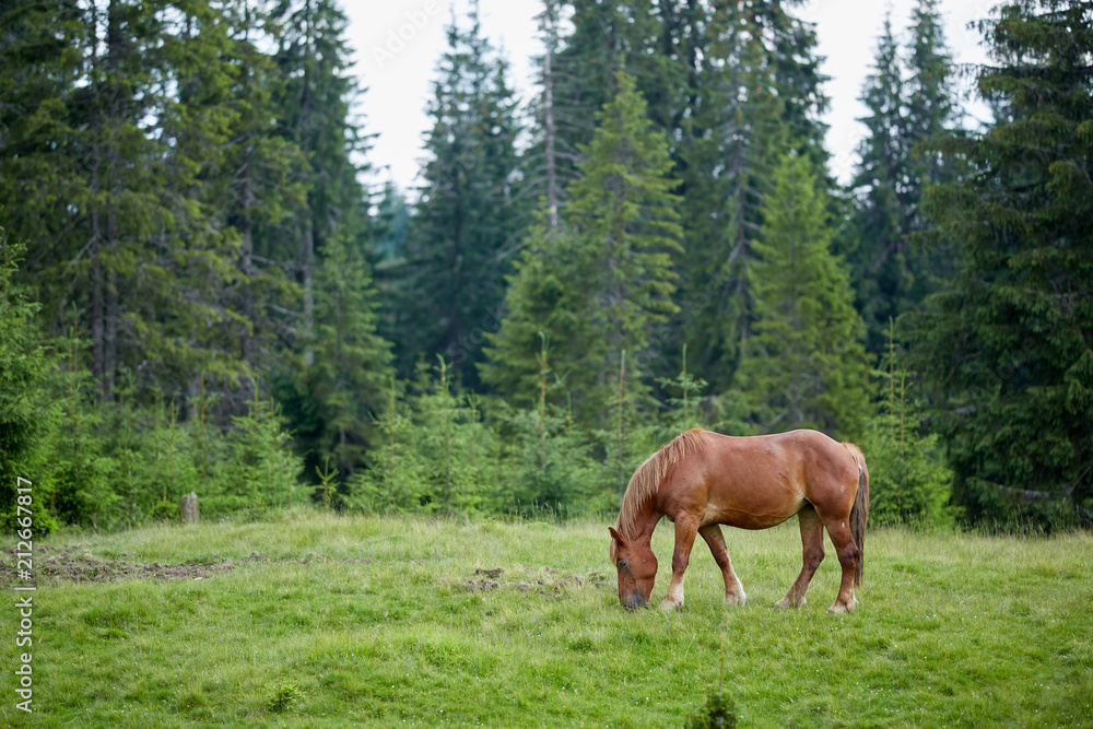 Horse on a pasture