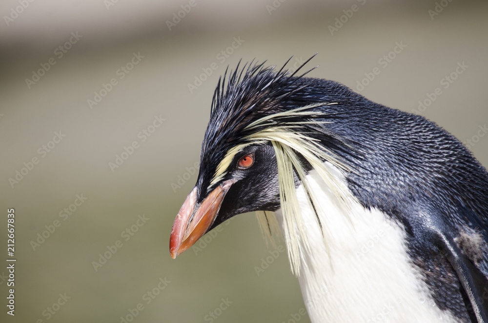 Close Up of Rock Hopper Penguin