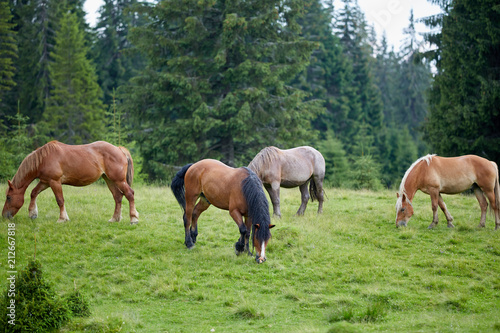 Herd of horses grazing © Xalanx