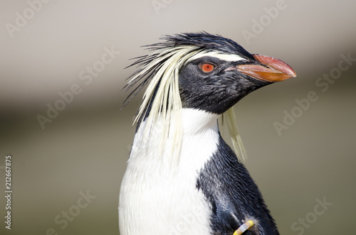 Side Portrait of a Rock Hopper Penguin