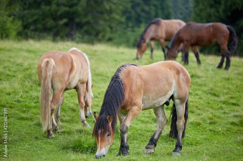 Herd of horses grazing © Xalanx