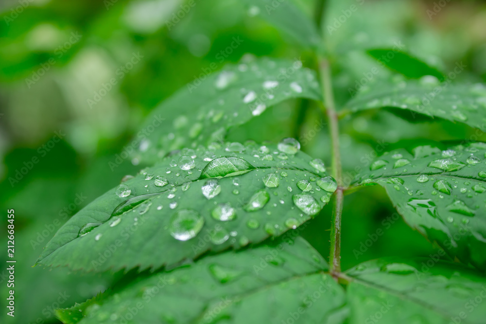 drops of rain on the green leaves of a plant close-up drops of rain on the green leaves of a plant close-up