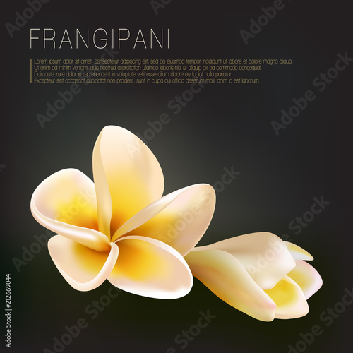 Plumeria or Frangipani Flower and Bud Vector Illustration on dark black green background. Flowering, tree blossom. Caribbean, hawaiian tropical flower and bourgeon isolated, SPA symbol tropical flower