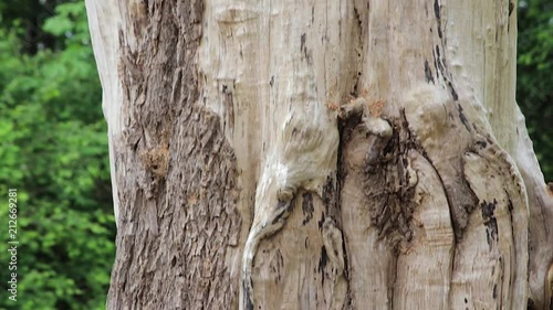 pan up to woodpecker nest photo