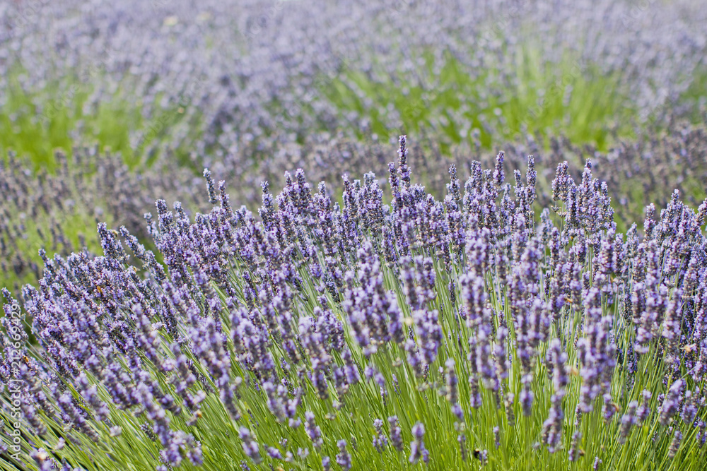 Lavender bushes in field