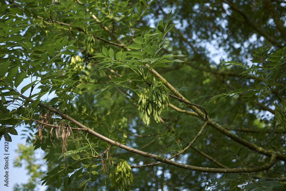 Fototapeta premium Fraxinus excelsior