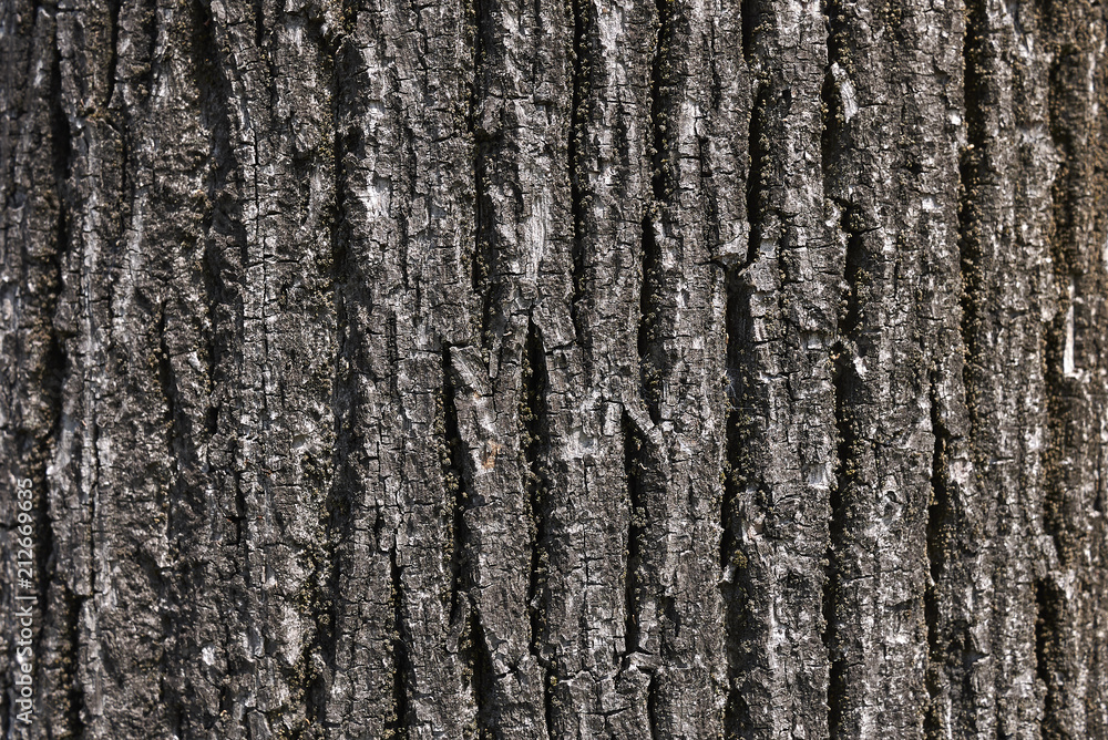 Obraz premium Tilia bark